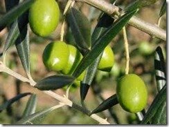 Польза от маслин очень и очень огромная